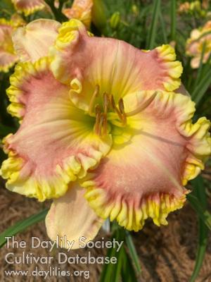 Sweet Diana